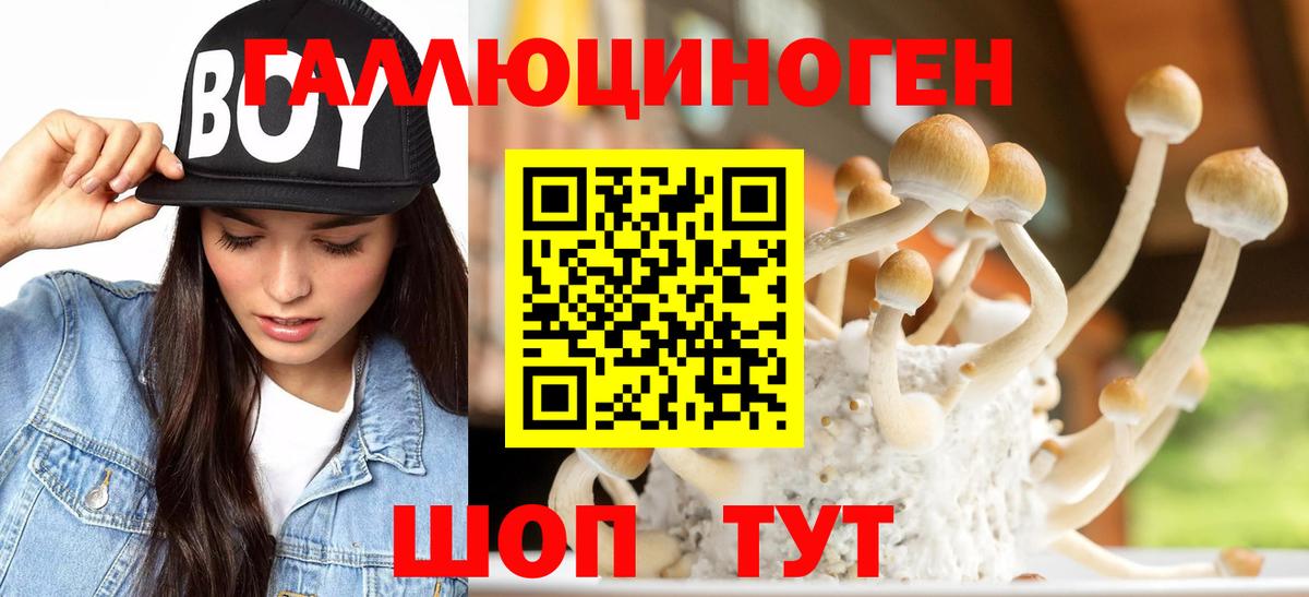 Псилоцибиновые грибы Psilocybine cubensis Советская Гавань